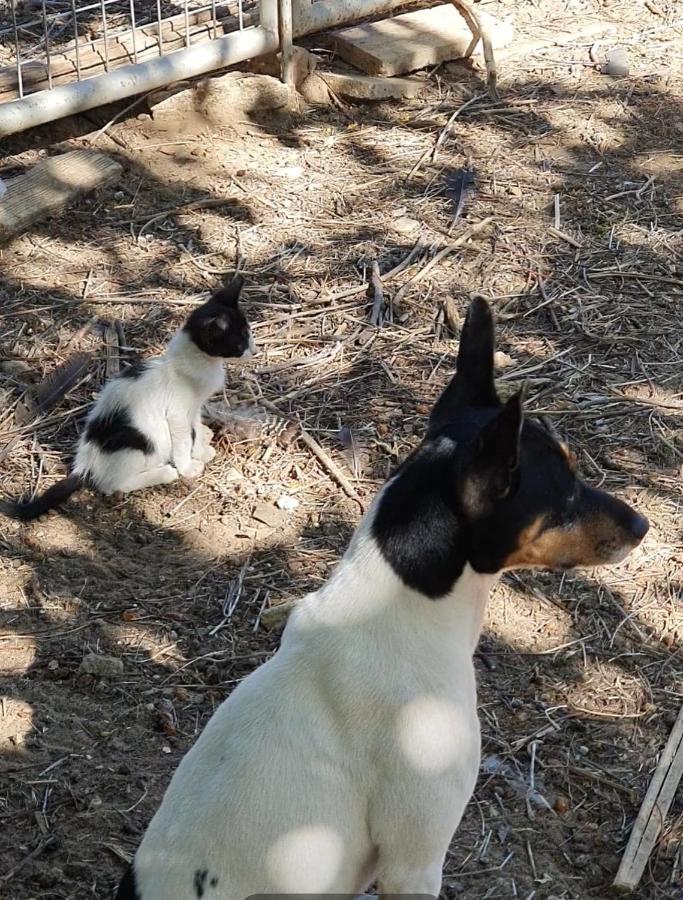 Villaluna Marchena Dış mekan fotoğraf